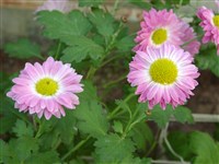 Розовая Мечта [Род дендрантема – Dendranthema (DC.) Desmoul]