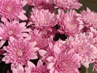 Розовый Фламинго [Род дендрантема – Dendranthema (DC.) Desmoul]