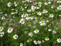 Ромашка ободранная, аптечная, хамомилла – Matricaria recutita L.