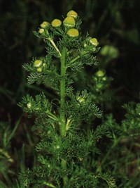 Ромашка ромашковидная, дисковидная, душистая – Matricaria matricarioides (Less.) Porter