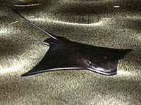 Ромбовый СКАТ (слайд)