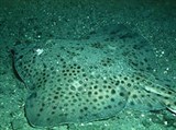 Ромбообразные скаты (Морская лисица)