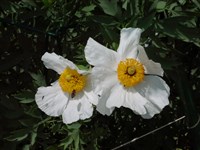 Ромнея Култера – Romneya Coulteri Harv. (1)