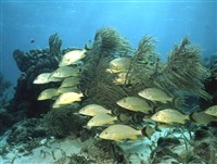 Ронки-белки