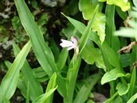 Роскоеа альпийская – Roscoea alpina Royle.
