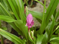 Роскоеа каутлеевидная – Roscoea cautleoides Gagnep.