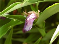 Роскоеа пурпурная – Roscoea purpurea Smith.