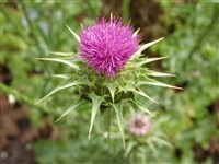 Росторопша пятнистая, остро-пестро – Silybum marianum (L.) Gaertn. (1)