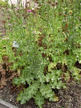 Росторопша пятнистая, остро-пестро – Silybum marianum (L.) Gaertn. (2)