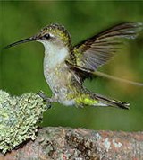 Рубиновогорлый колибри