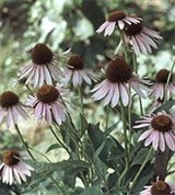 Рудбекия (куст)