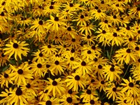 Рудбекия блестящая – Rudbeckia fulgida Ait.