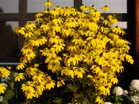 Рудбекия глянцеватая – Rudbeckia nitida Nutt.