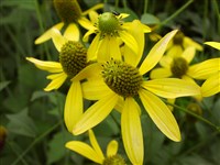 Рудбекия рассеченная – Rudbeckia laciniata L.
