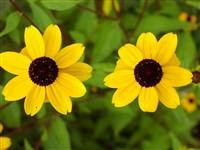 Рудбекия трехлопастная – Rudbeckia triloba L. (1)