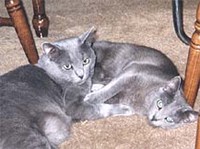 Русская голубая кошка