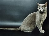 Русская голубая кошка (1)