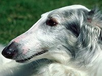 Русская псовая борзая