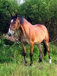 Русская рысистая порода