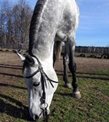 Русская рысистая порода (на выпасе)