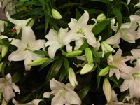 Русский Вальс [Род лилия – Lilium L.]