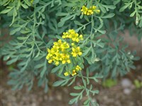 Рута душистая – Ruta graveolens L. (1)