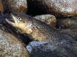Ручьевая форель (голова)