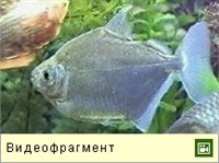 Рыба-доллар (видео)