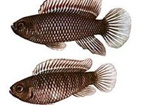 Рыба-хамелеон (рисунок)