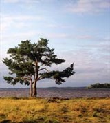 Рыбинское водохранилище