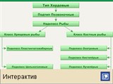Рыбы (классификация)