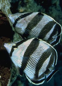 Рыбы-бабочки