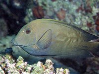 Рыбы-хирурги (Ктенохет)