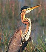 Рыжая цапля