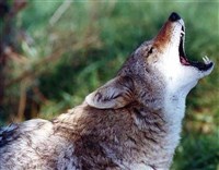 Рыжий волк (голова)