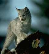 Рысь (канадская)