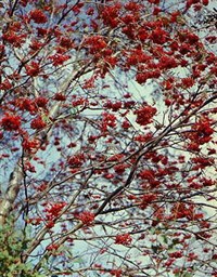 Рябина [кулинария]