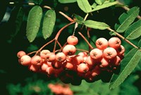 Рябина Арнольда – Sorbus x arnoldiana Rehd.