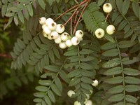 Рябина Кёне – Sorbus koehneana Schneid. (1)