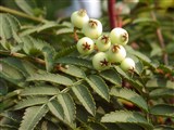 Рябина Кёне – Sorbus koehneana Schneid. (2)