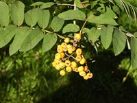 Рябина Эссерта – Sorbus esserteauiniana Koehne
