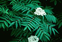 Рябина американская – Sorbus americana Marsh.