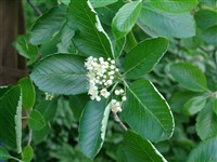 Рябина ария, круглолистная, мучнистая – Sorbus aria (L.) Crantz. (1)
