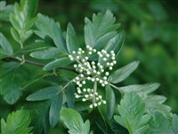 Рябина гибридная, дуболистная – Sorbus hybrida L.