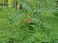 Рябина двухцветная – Sorbus discolor Maxim. (1)