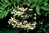 Рябина двухцветная – Sorbus discolor Maxim. (2)