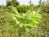 Рябина домашняя – Sorbus domestica L.