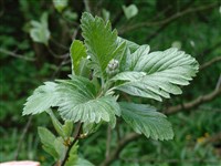 Рябина зонтиковидная – Sorbus umbellata (Desf.) Fritch.