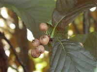Рябина крупноплодная – Sorbus megalacarpa Rehd.
