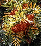 Рябина обыкновенная